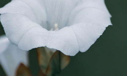 Ipomoea (Moonflower) flowers-gallery-2