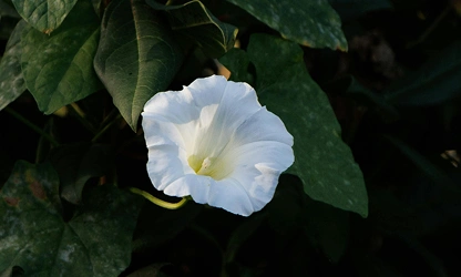 Ipomoea (Moonflower) flowers-gallery-4