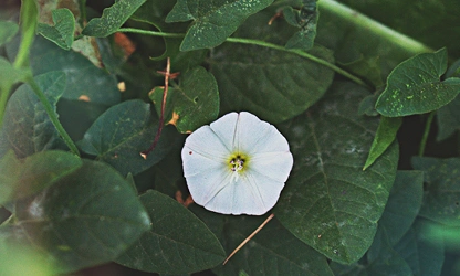 Ipomoea (Moonflower) flowers-gallery-5