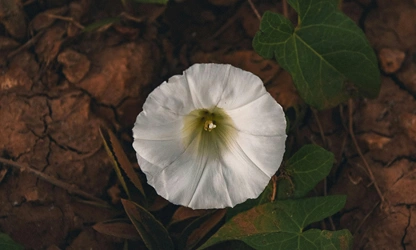 Ipomoea (Moonflower) flowers-gallery-6