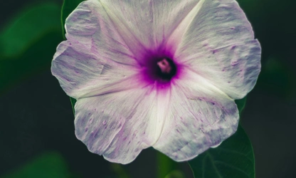 Ipomoea (Moonflower) flowers-gallery-7