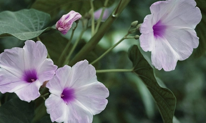 Ipomoea (Moonflower) flowers-gallery-8