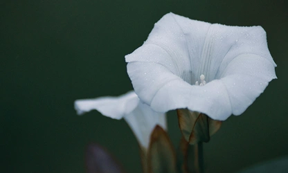 Ipomoea (Moonflower) flowers-gallery-9