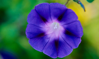 Ipomoea (tricolor) flowers-gallery-1