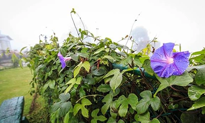 Ipomoea (tricolor) flowers-gallery-10