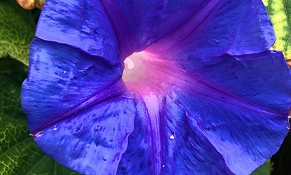 Ipomoea (tricolor) flowers-gallery-11