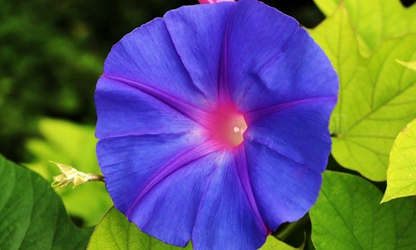 Ipomoea (tricolor) flowers-gallery-12