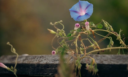 Ipomoea (tricolor) flowers-gallery-13