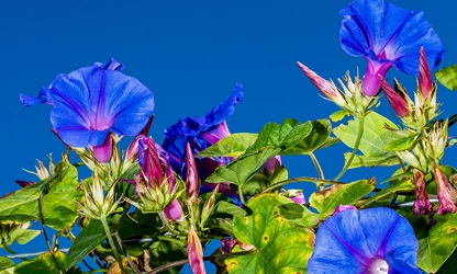 Ipomoea (tricolor) flowers-gallery-14