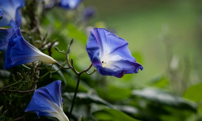 Ipomoea (tricolor) flowers-gallery-15