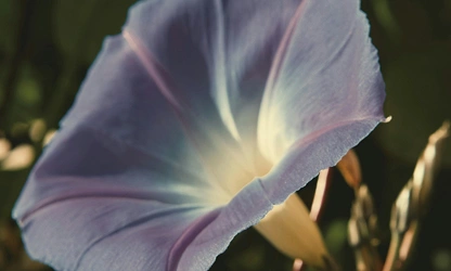 Ipomoea (tricolor) flowers-gallery-16