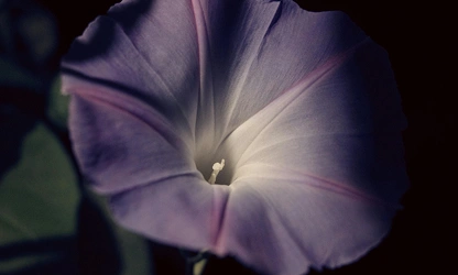 Ipomoea (tricolor) flowers-gallery-17