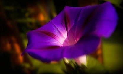 Ipomoea (tricolor) flowers-gallery-2