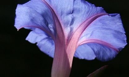 Ipomoea (tricolor) flowers-gallery-3