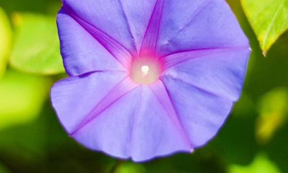 Ipomoea (tricolor) flowers-gallery-4