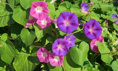 Ipomoea (tricolor) flowers-gallery-7