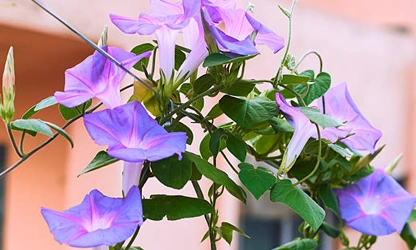 Ipomoea (tricolor) flowers-gallery-8