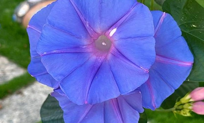 Ipomoea (tricolor) flowers-gallery-9