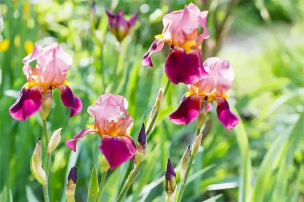 Iris Flower