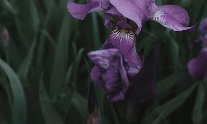 Iris flowers-gallery-1
