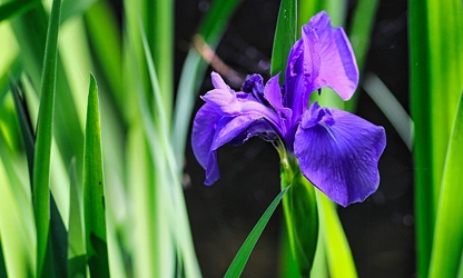 Iris flowers-gallery-10