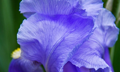 Iris flowers-gallery-11