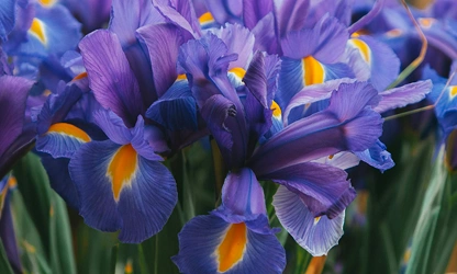 Iris flowers-gallery-12