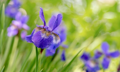 Iris flowers-gallery-13