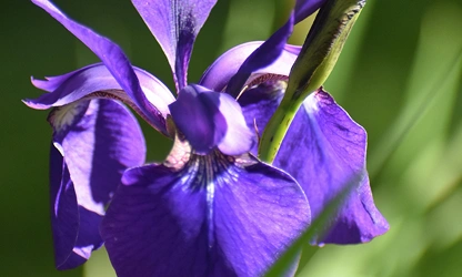 Iris flowers-gallery-14