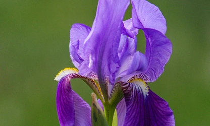 Iris flowers-gallery-15