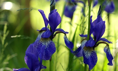 Iris flowers-gallery-3