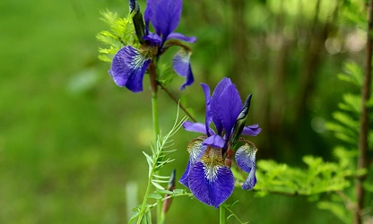 Iris flowers-gallery-4