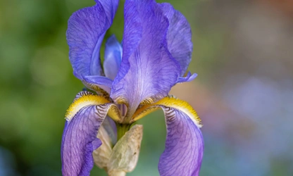 Iris flowers-gallery-5
