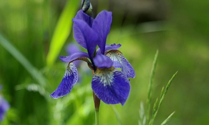 Iris flowers-gallery-6