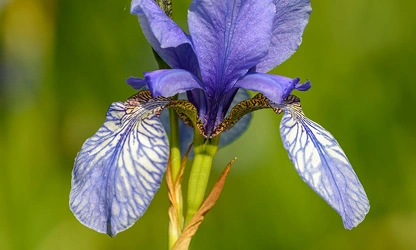 Iris flowers-gallery-7