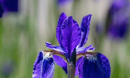 Iris flowers-gallery-8