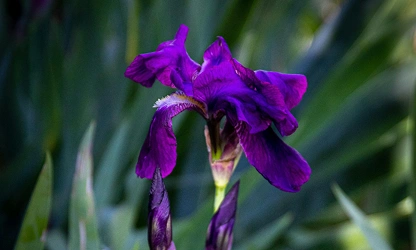 Iris flowers-gallery-9