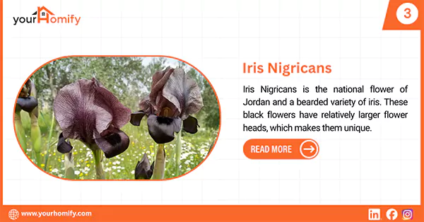 Iris nigricans