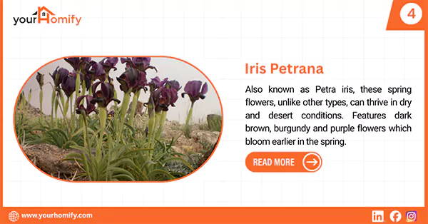 Iris petrana