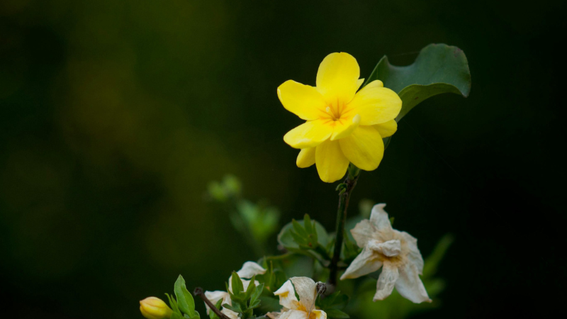 Italian Jasmine Featured image