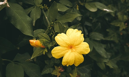 Italian Jasmine flowers-gallery-1