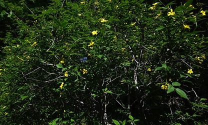 Italian Jasmine flowers-gallery-10