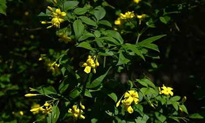 Italian Jasmine flowers-gallery-11