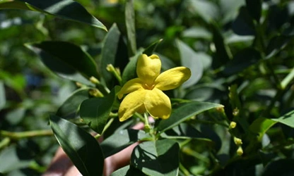 Italian Jasmine flowers-gallery-12