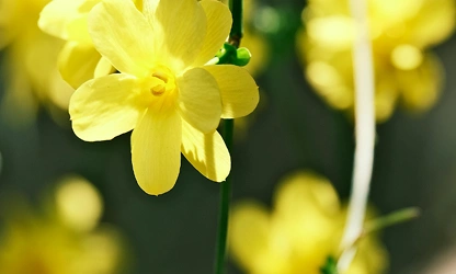 Italian Jasmine flowers-gallery-13