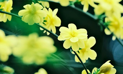 Italian Jasmine flowers-gallery-14