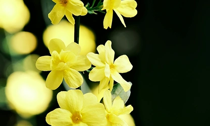 Italian Jasmine flowers-gallery-15