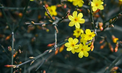 Italian Jasmine flowers-gallery-16