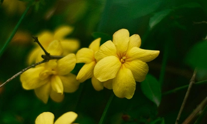 Italian Jasmine flowers-gallery-17
