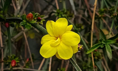 Italian Jasmine flowers-gallery-18